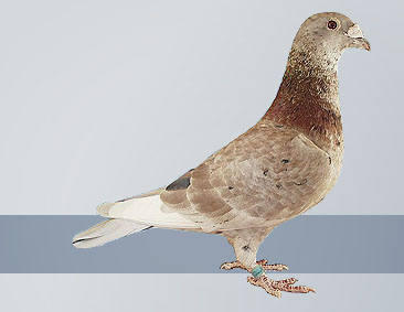 hawkeye pigeon pedigree software